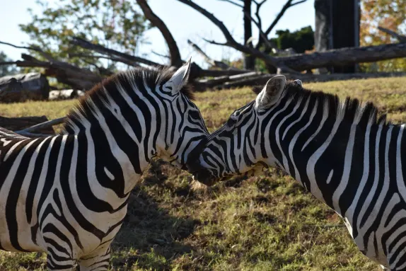 קזינו רוקנ רולה תמיכה